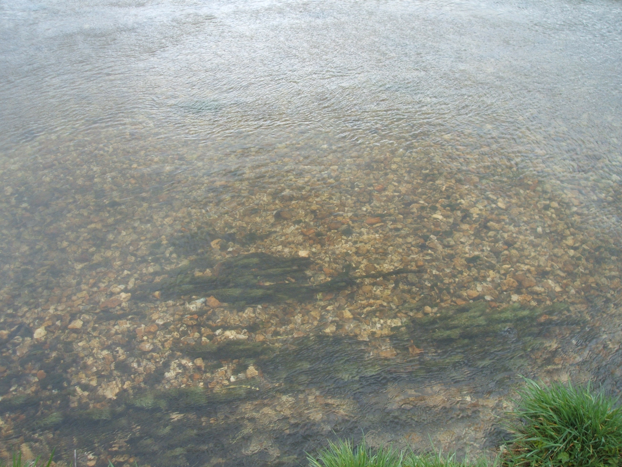Clear waters and gravel bed substrate on the Itchen River